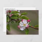 04 Apple Broths Winchester VAポストカード ポストカード (正面/裏面)