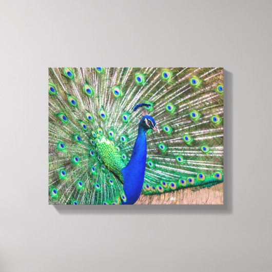 0601 – 孔雀 キャンバスプリント (正面)