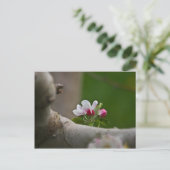 06 Apple Broths Winchester VAポストカード ポストカード (スタンド正面)