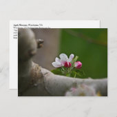 06 Apple Broths Winchester VAポストカード ポストカード (正面/裏面)