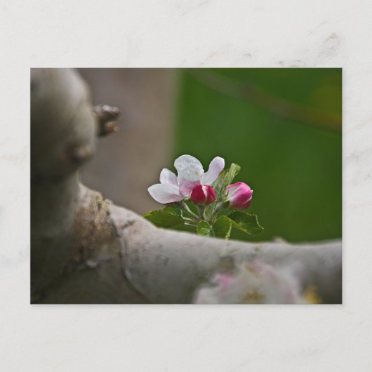 06 Apple Broths Winchester VAポストカード ポストカード (正面)