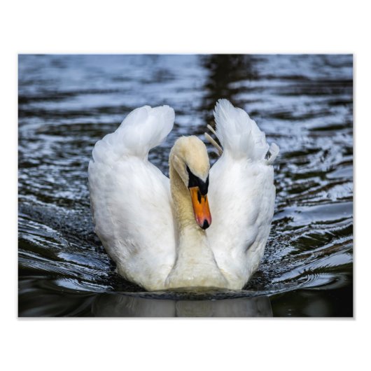 0841-Swan フォトプリント (正面)