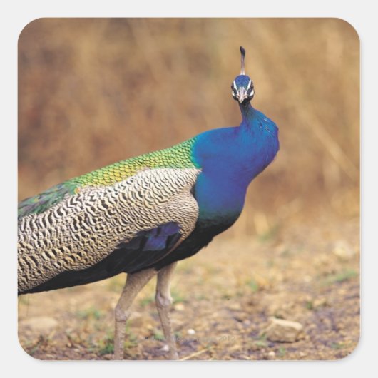 0 3 スクエアシール (正面)