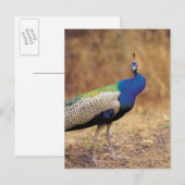 0 3 ポストカード (正面/裏面)