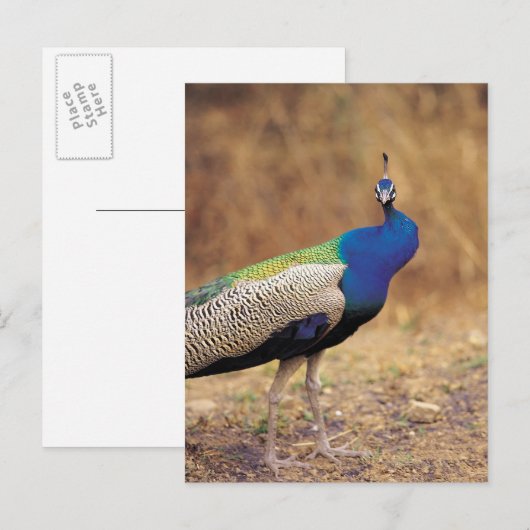 0 3 ポストカード (正面/裏面)