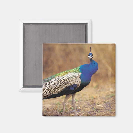 0 3 マグネット (正面/裏面)