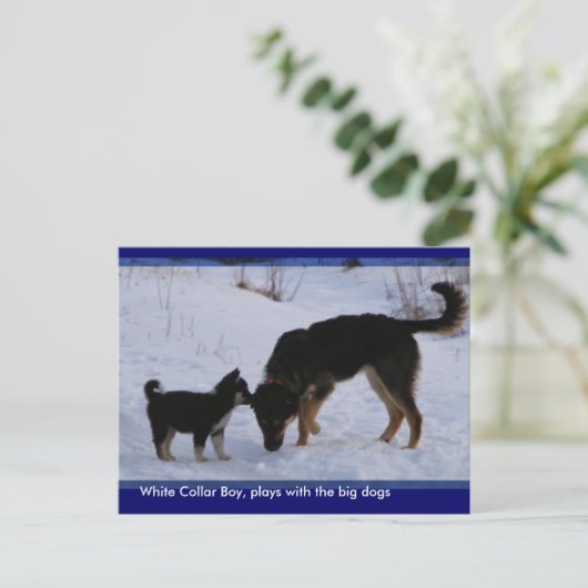 0WCB_boy, ... ポストカード (スタンド正面)