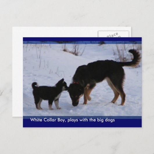 0WCB_boy, ... ポストカード (正面/裏面)