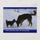 0WCB_boy, ... ポストカード (正面)