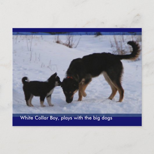 0WCB_boy, ... ポストカード (正面)