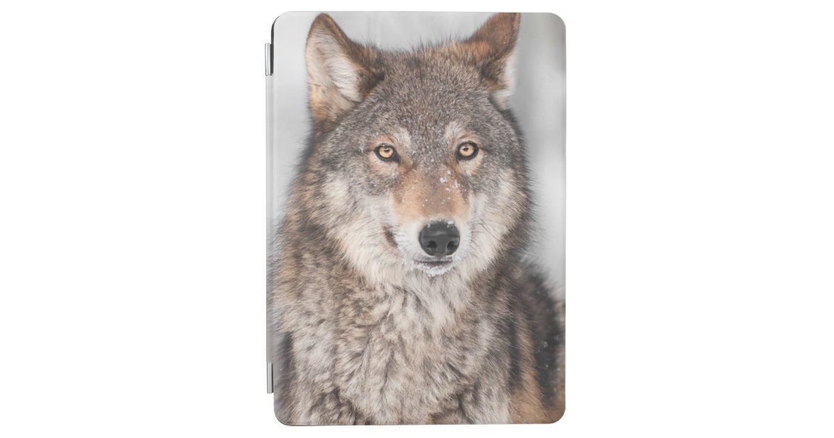 1つの耳の背部を持つオオカミ イヌ属ループス Ipad Air カバー Zazzle Co Jp 1つの耳の背部を持つオオカミ イヌ属ループス Ipad Air カバー Zazzle Co Jp