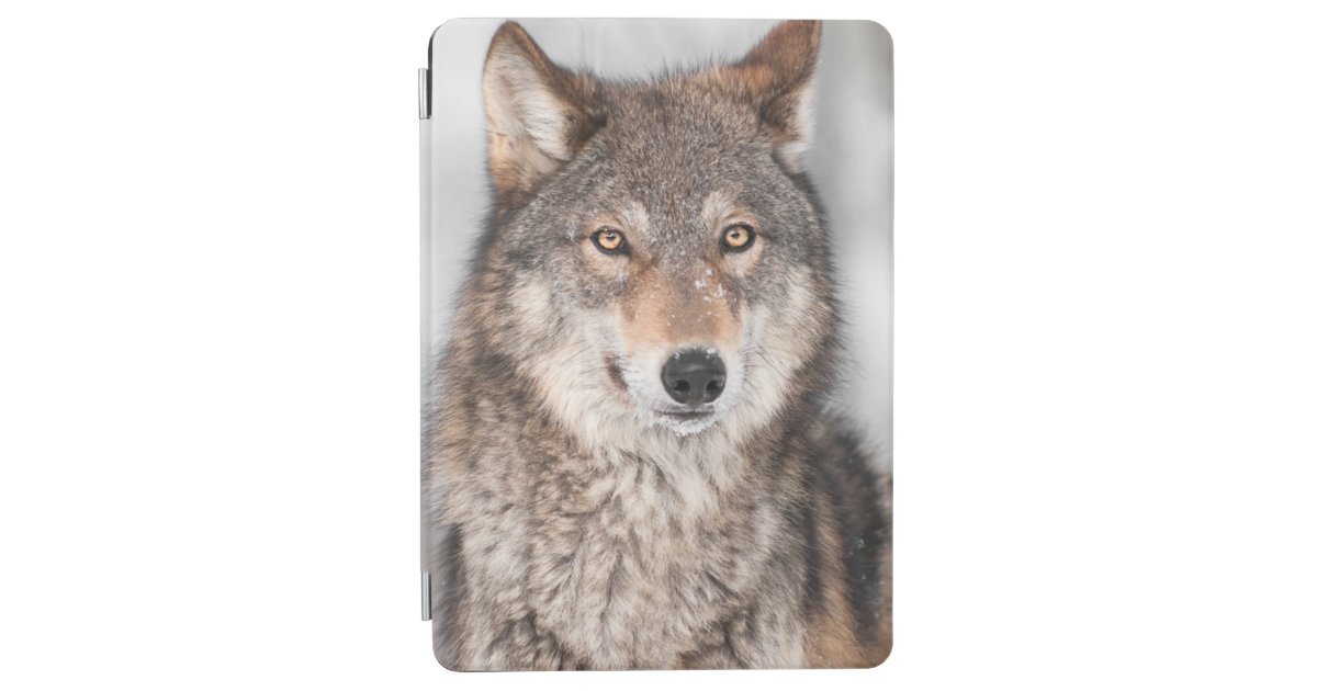 1つの耳の背部を持つオオカミ イヌ属ループス Ipad Air カバー Zazzle Co Jp