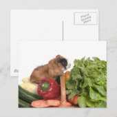 1か籠の野菜の中のモルモット ポストカード (正面/裏面)