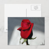 1つのバラ ポストカード (正面/裏面)