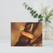 1つのリングや輪で全員を支配™ ポストカード (スタンド正面)