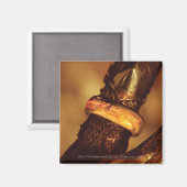 1つのリングや輪で全員を支配™ マグネット (正面/裏面)