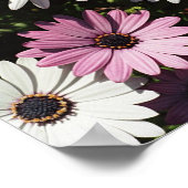 1つの単独ピンクのデイジー ポスター (角)