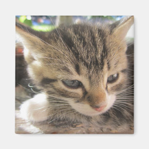 1つの磁石かわいらしをフィッツィ マグネット