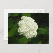 1つのSnowball開花 ポストカード (正面/裏面)