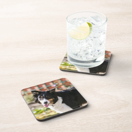 1つを喘いでいるボーダーコリー コースター (右側)