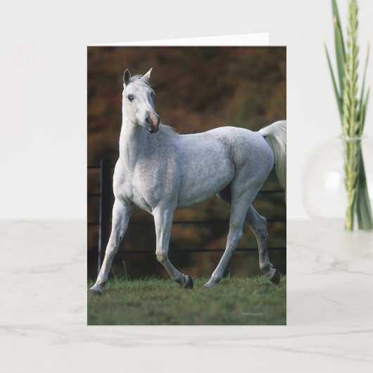 1つを走っているアラビアの馬 カード (正面)