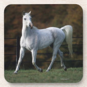 1つを走っているアラビアの馬 コースター (正面)