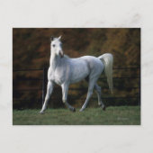 1つを走っているアラビアの馬 ポストカード (正面)