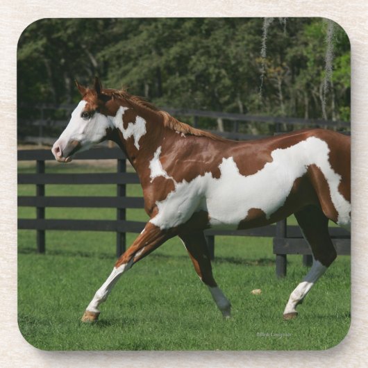 1つを走っているペンキの馬 コースター (正面)