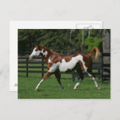 1つを走っているペンキの馬 ポストカード (正面/裏面)