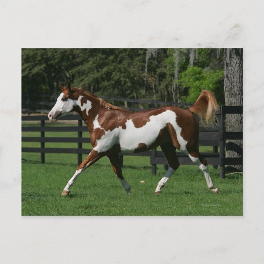 1つを走っているペンキの馬 ポストカード (正面)