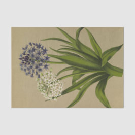 1シラペルビアナ2シラペルビアナアルバ 薄葉紙