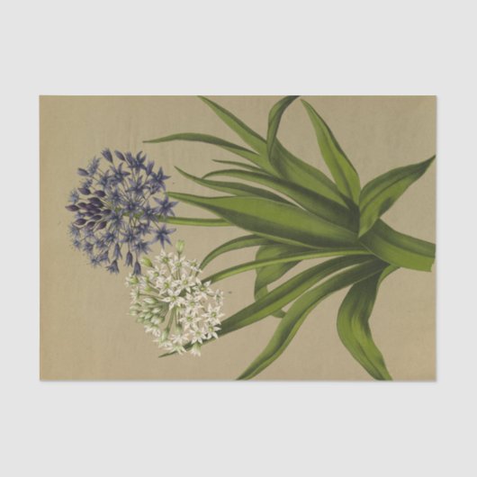 1シラペルビアナ2シラペルビアナアルバ 薄葉紙 (正面)