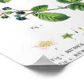 1ブラックベリー(Rubus fruticosus) 2 Dewberry (Rubus) ポスター (角)