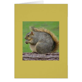 1匹の非常に脂肪質のリス