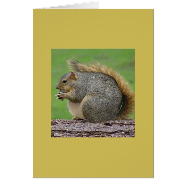 1匹の非常に脂肪質のリス (正面)