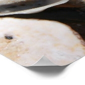 1平方足の貝殻 ポスター (角)