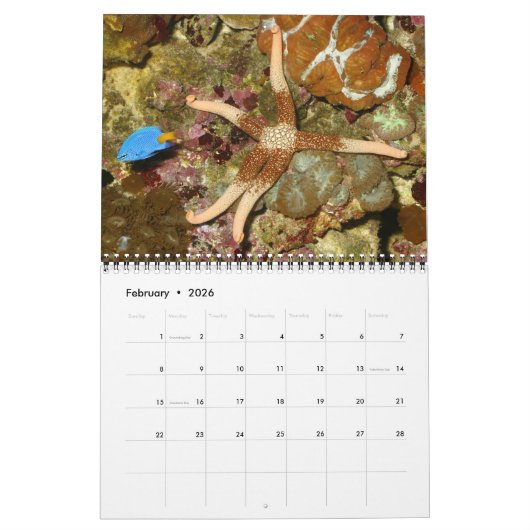 1年の海の星のカレンダー カレンダー (2月 2026)