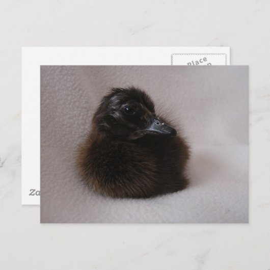 1日の古いアヒル ポストカード (正面/裏面)