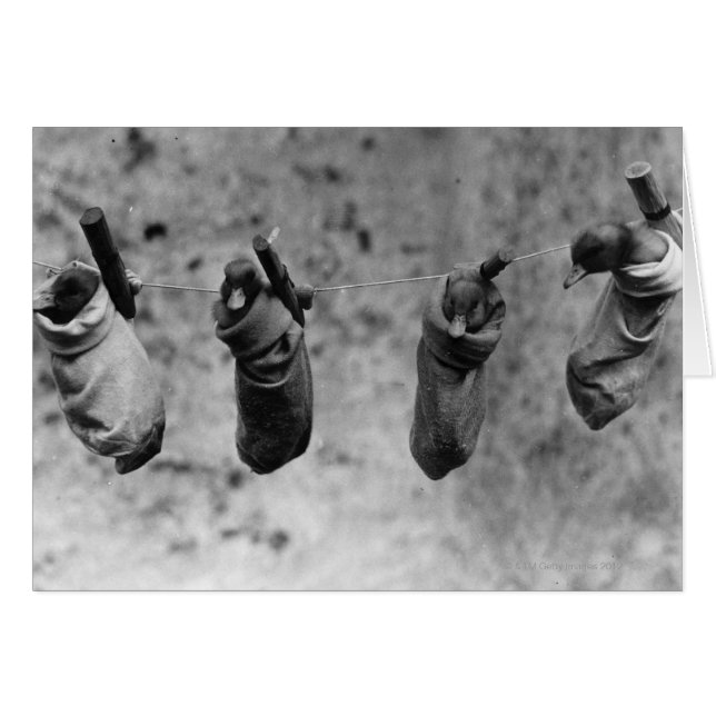 1日の4羽のアヒルが害から抜け出した (正面横)