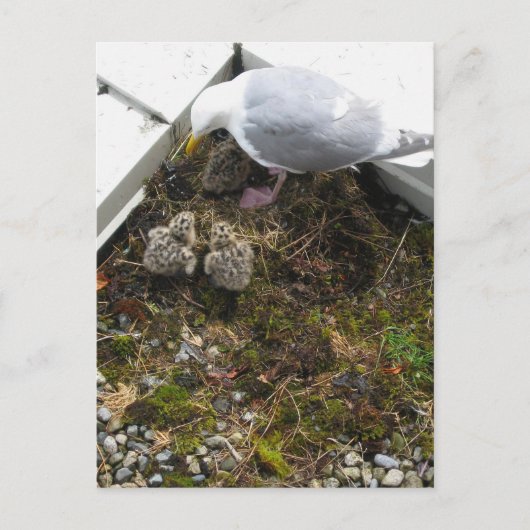 1日オールドガルチックス葉書 ポストカード (正面)