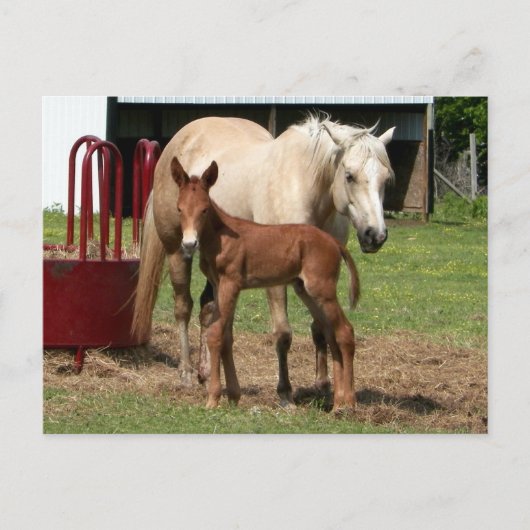 1日目 – 母子はがき ポストカード (正面)