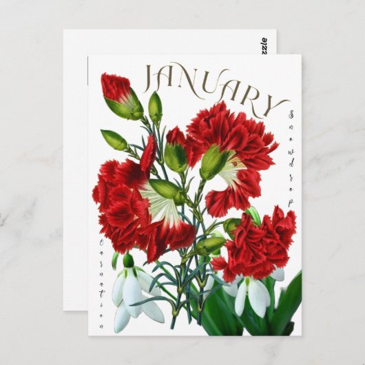 1月のスノードロップカーネーションファンシー ポストカード (正面/裏面)