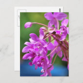 1月の花 ポストカード (正面/裏面)