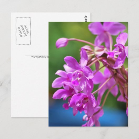 1月の花 ポストカード (正面/裏面)