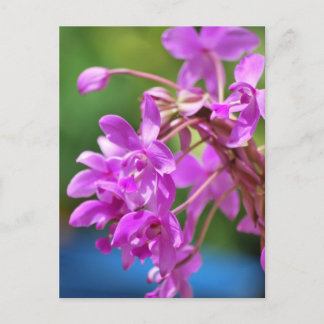 1月の花 ポストカード