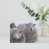 1月2日シープ顔 ポストカード (スタンド正面)