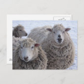 1月2日シープ顔 ポストカード (正面/裏面)