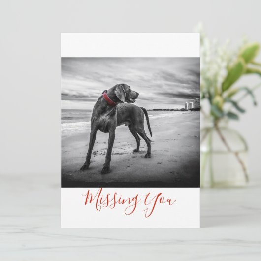 1枚のページカードを恋しく思っているビーチB&Wの写真の犬 カード (スタンド正面)