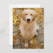 1歳ゴールデンレトリバー、ポートレート ポストカード (正面/裏面)