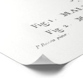 1甘いクラベリン(Malus coronaria) 2リンゴ(Malus) ポスター (角)